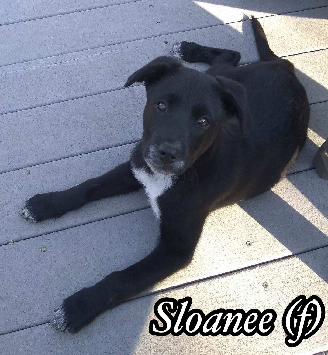 Sloanee